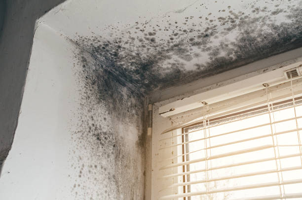 Trusted Mold Inspection service in North Brunswick, NJ - Cheap Mold Removal
