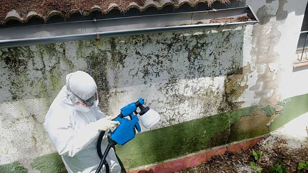 Top rated local Basement Mold Removal specialists in North Brunswick, NJ
